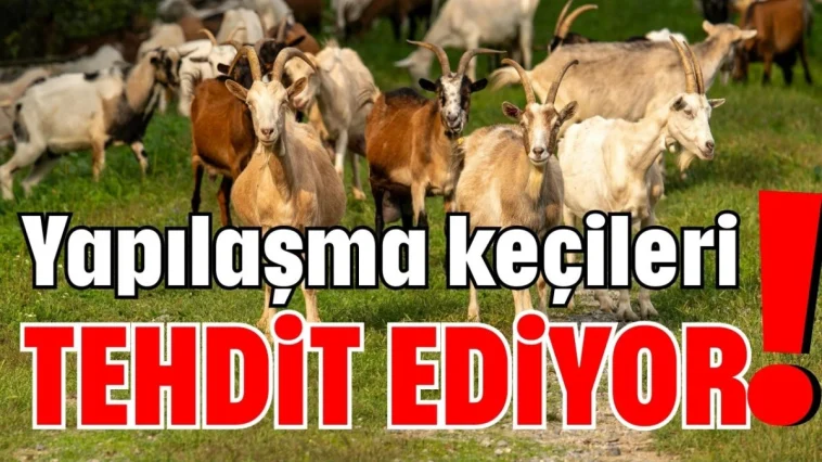 Yapılaşma keçileri tehdit ediyor!