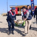 Yaralı caretta caretta yeniden denize döndü