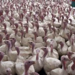 Yılbaşı hindisi 800-1000 lira arasında satılıyor