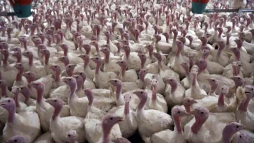 Yılbaşı hindisi 800-1000 lira arasında satılıyor