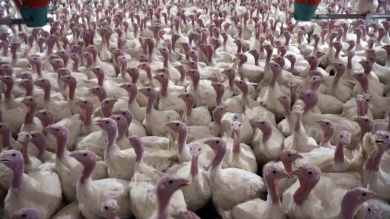 Yılbaşı hindisi 800-1000 lira arasında satılıyor