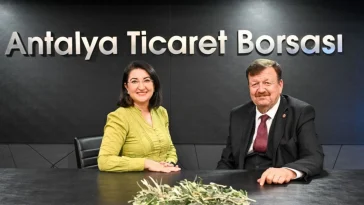 Zeytinde rekolte kaybı %40’a dayandı