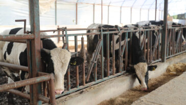 Büyükşehirden hayvancılığa 500 tonu aşan yem desteği