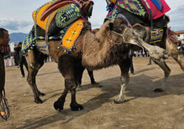 Develere antrenman güreşi