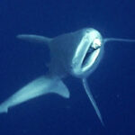 Camgöz köpek balığını dalgıçlar kurtardı