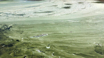 Eğirdir Gölünde bulanık yapı riski