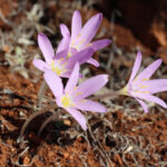 Endemik türü koparmanın cezası 699 bin 245 TL