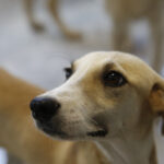 Büyükşehir’den petshop sahiplerine ücretsiz eğitim