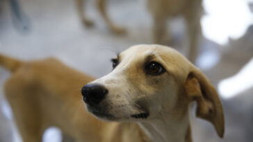 Büyükşehir’den petshop sahiplerine ücretsiz eğitim