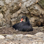 Doğanın sadık eşleri siyah kuğularda kuluçka heyecanı