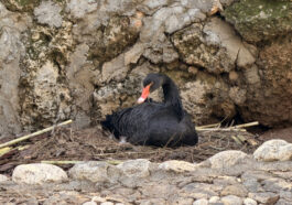 Doğanın sadık eşleri siyah kuğularda kuluçka heyecanı