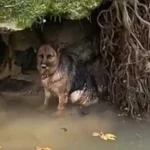 Aksu'da dereye düşen köpeği itfaiye kurtardı