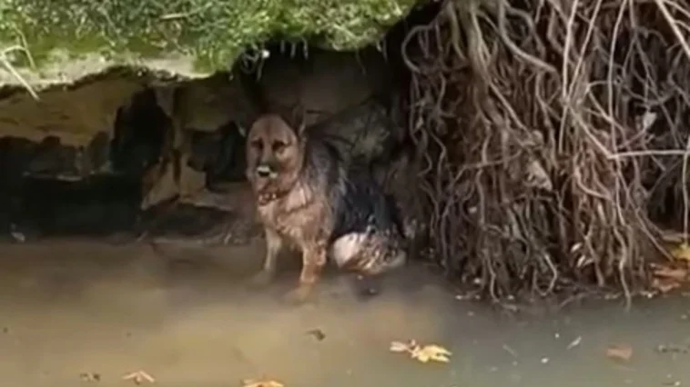 Aksu'da dereye düşen köpeği itfaiye kurtardı