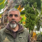 Alanya, Türkiye’nin muz ambarı