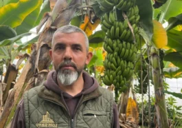 Alanya, Türkiye’nin muz ambarı