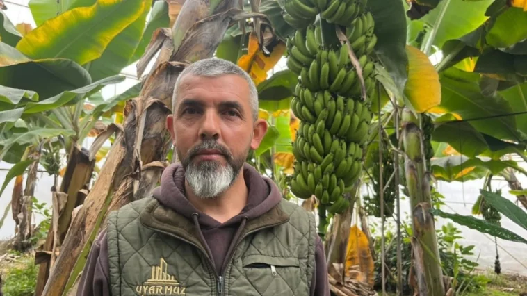 Alanya, Türkiye’nin muz ambarı