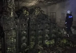 Alanya'da muz sarartma tesisinde yangın