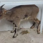 Alanya'da yaban keçisi tedaviye alındı