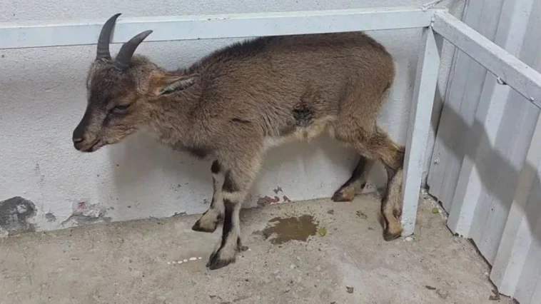 Alanya'da yaban keçisi tedaviye alındı