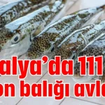 Antalya’da 111 bin balon balığı avlandı