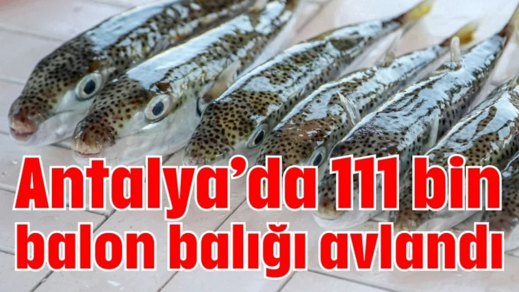 Antalya’da 111 bin balon balığı avlandı
