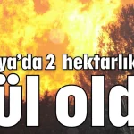 Antalya’da 2 hektarlık alan kül oldu