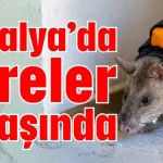 Antalya’da fareler işbaşında