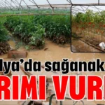 Antalya’da sağanak tarımı vurdu