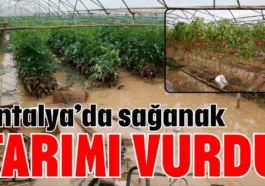 Antalya’da sağanak tarımı vurdu
