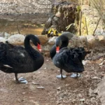 Antalya’da siyah kuğulardan kış sürprizi