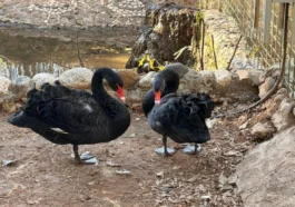 Antalya’da siyah kuğulardan kış sürprizi