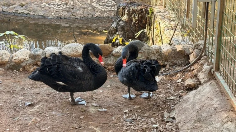Antalya’da siyah kuğulardan kış sürprizi