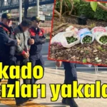 Avokado hırsızları yakalandı