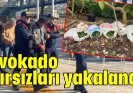Avokado hırsızları yakalandı