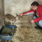 Bitkin halde bulunan yaban keçisi tedavi altına alındı