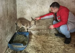 Bitkin halde bulunan yaban keçisi tedavi altına alındı