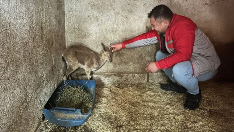 Bitkin halde bulunan yaban keçisi tedavi altına alındı