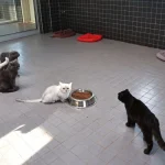 Büyükşehir’den sahipsiz can dostlara kesintisiz destek