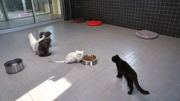 Büyükşehir’den sahipsiz can dostlara kesintisiz destek