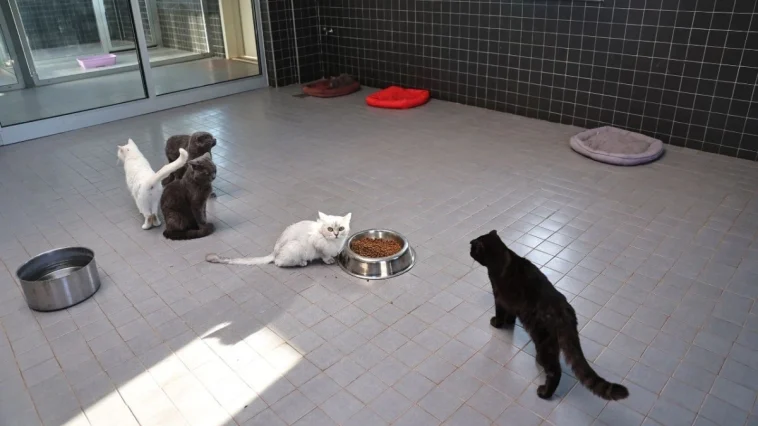 Büyükşehir’den sahipsiz can dostlara kesintisiz destek