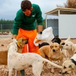 Büyükşehir'den sokak köpeklerine özel yaşam alanı