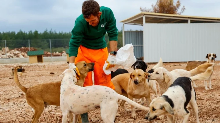 Büyükşehir'den sokak köpeklerine özel yaşam alanı