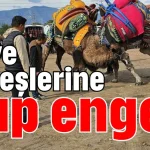 Deve güreşlerine şap engeli