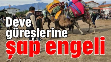 Deve güreşlerine şap engeli