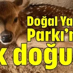 Doğal Yaşam Parkı’nda ilk doğum