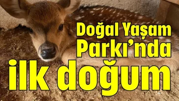 Doğal Yaşam Parkı’nda ilk doğum