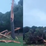 Golf sahasına düşen yıldırım ağacı parçalara ayırdı