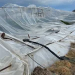 Kaş'ta fırtınadan seralar zarar gördü, ağaçlar devrildi