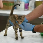 Kepez'in şefkat eli 2025'te binlerce can dosta uzandı