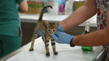 Kepez'in şefkat eli 2025'te binlerce can dosta uzandı